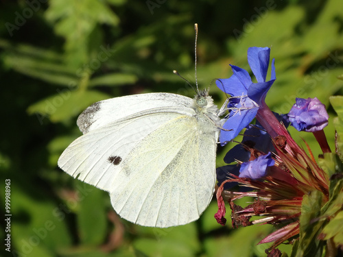 Small white butterfly (Pieris rapae) feeding on blue plumbago flowers