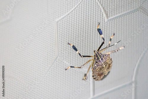 Close-up of a yellow-spotted stink bug, scientifically known as Erthesina fullo. It is also called the yellow marmorated stink bug and is a species of stink bug in the family Pentatomidae. photo