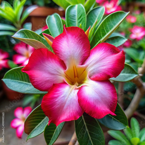 adenium-obesum-flower, Flower Image HD