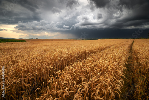 Golden wheat field under stormy sky