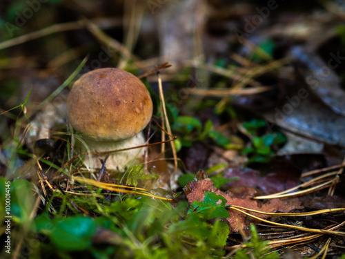 Borowik w lesie, grzyby, grzybobranie photo