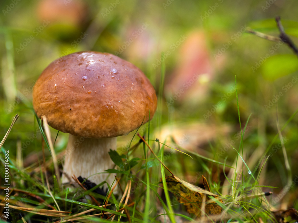 Boletus in the forest, cep, penny bun, porcino, porcini Boletus in the forest, cep, penny bun, porcino, porcini