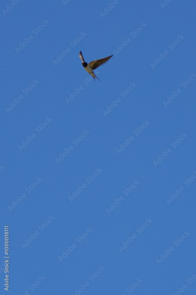 Barn Swallow (Hirundo rustica) spotted in Father Collins Park, Dublin, commonly found across Europe. Barn Swallow (Hirundo rustica) spotted in Father Collins Park, Dublin, commonly found across Europe.