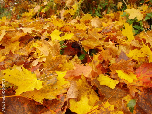 autumn leaves background
