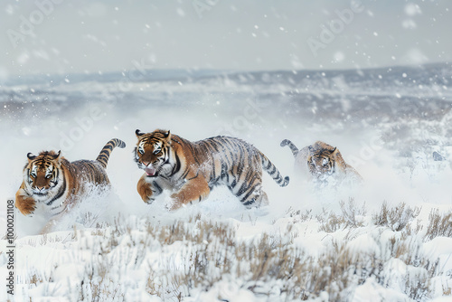 A tiger running in the snow photo