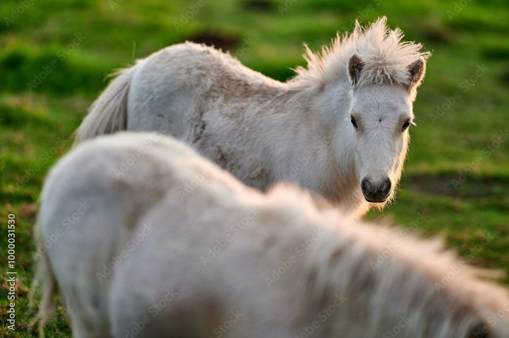 Two Young Ponies Nuzzling in an Evening Pasture in Rural Iceland, Captured in Soft Natural Light, Displaying Affectionate Behavior