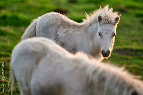 Obraz na płótnie Two Young Ponies Nuzzling in an Evening Pasture in Rural Iceland, Captured in Soft Natural Light, Displaying Affectionate Behavior w salonie