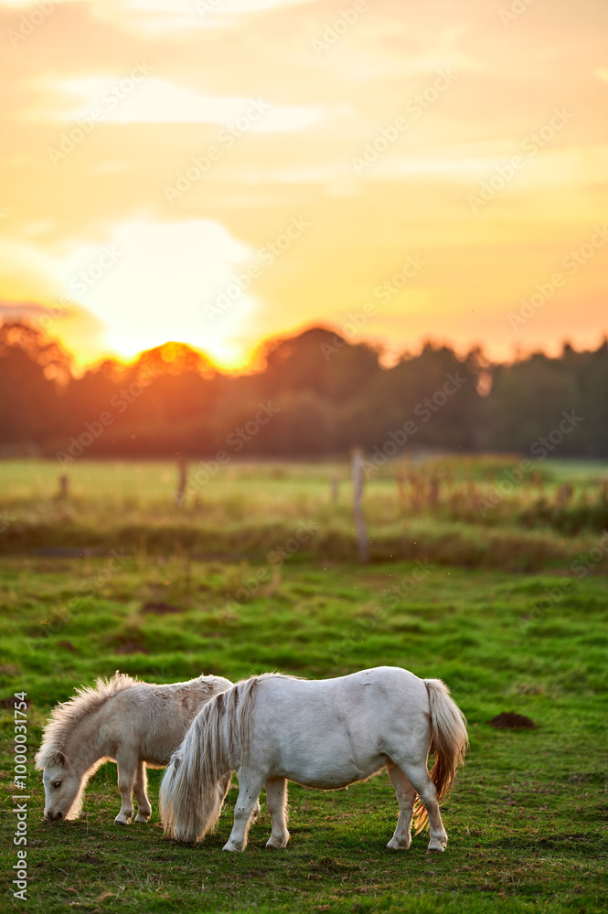 Ponies Grazing and Socializing in a Vibrant Pasture at Sunset in Rural Iceland, Bathed in Golden Ambient Light