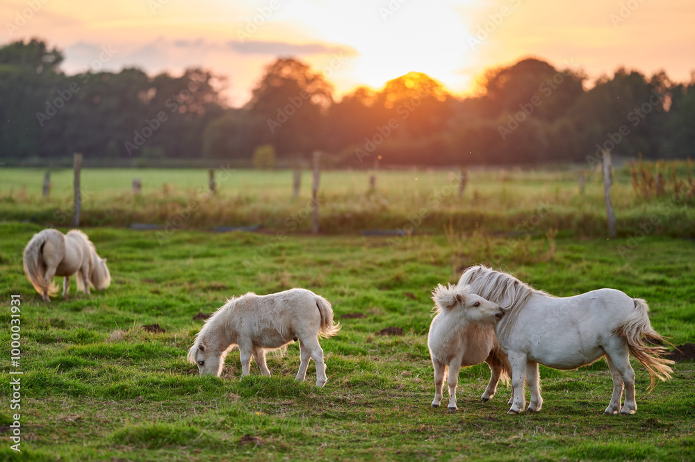 Ponies Grazing and Socializing in a Vibrant Pasture at Sunset in Rural Iceland, Bathed in Golden Ambient Light