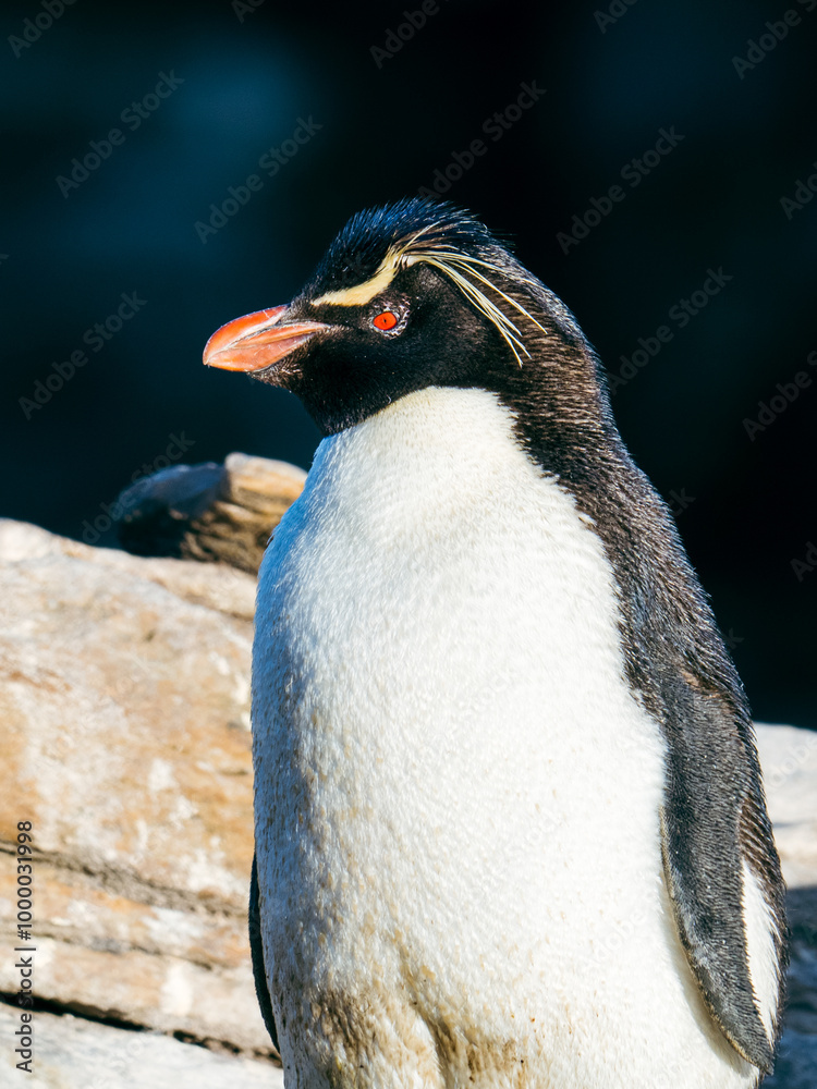 Naklejka premium Rockhopper penguins in New Island Falkland Islands 