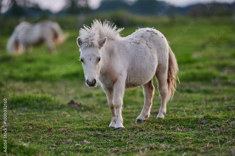 Young White Pony Facing the Camera in a Peaceful Evening Pasture in Rural Iceland, Bathed in Warm Ambient Light