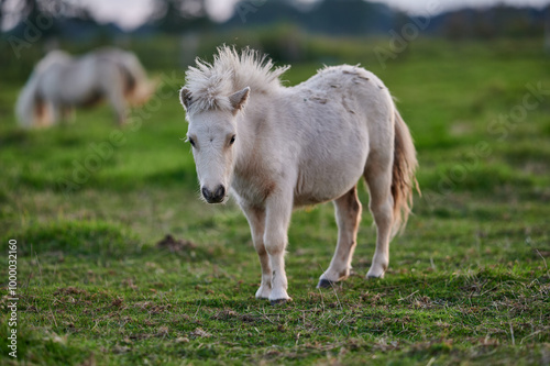 Obraz na płótnie Young White Pony Facing the Camera in a Peaceful Evening Pasture in Rural Iceland, Bathed in Warm Ambient Light w salonie
