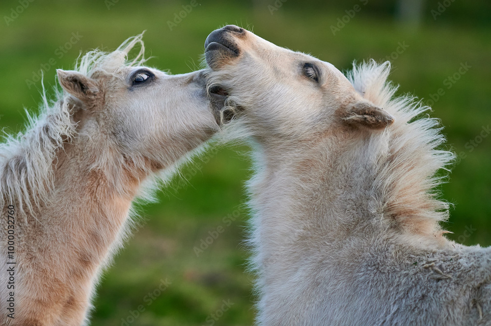 Two Young Ponies Nuzzling in an Evening Pasture in Rural Iceland, Captured in Soft Natural Light, Displaying Affectionate Behavior