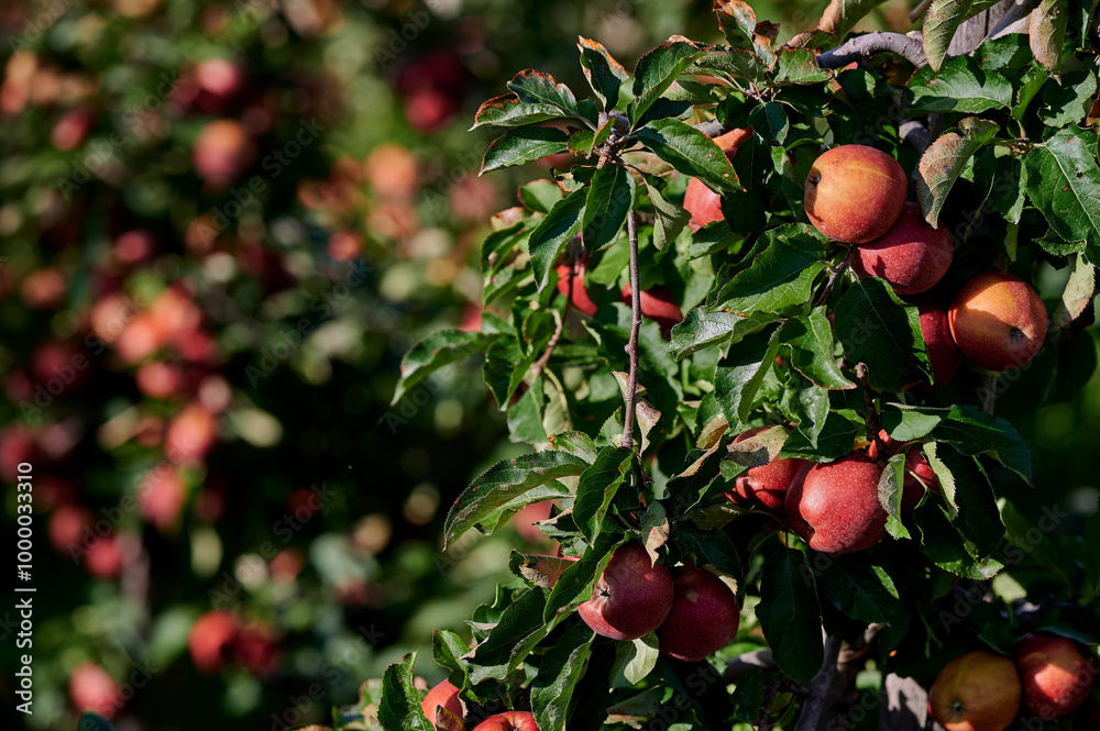 Cluster of Ripe Red Apples Hanging on a Branch in a Sunlit Orchard During Early Autumn, Captured in Soft Natural Light