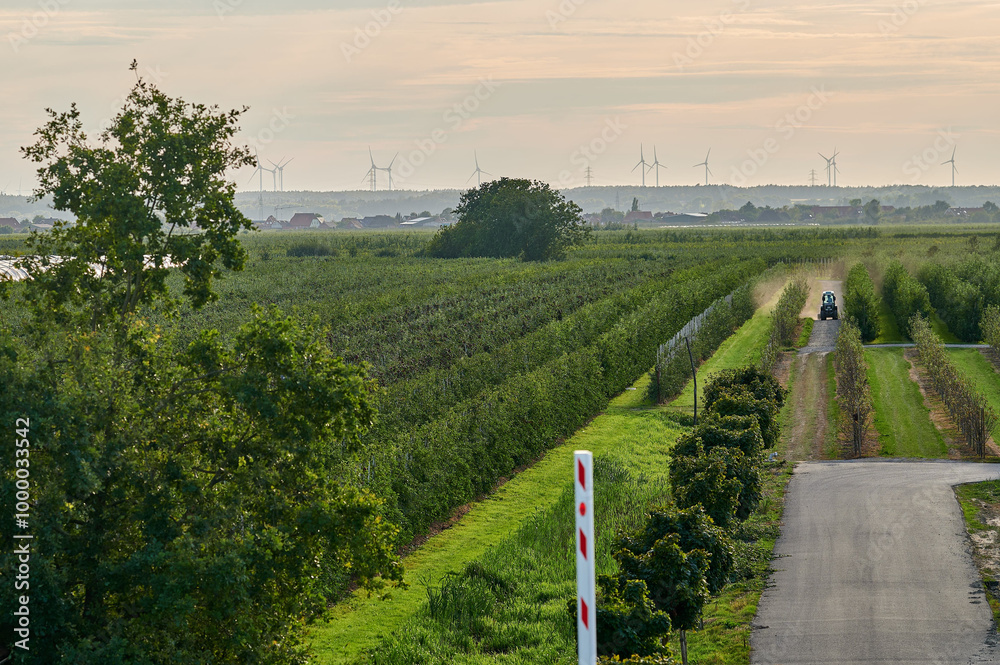 Aerial View of an Orchard and Wind Turbines on the Horizon, with a Tractor Driving Along a Path in the Early Morning Light
