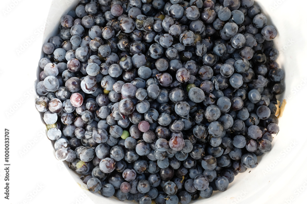 Purple picked grapes in the white bucket. Wine-making. Technology of wine production. Copy space. Selective focus. Purple picked grapes in the white bucket. Wine-making. Technology of wine production. Copy space. Selective focus.