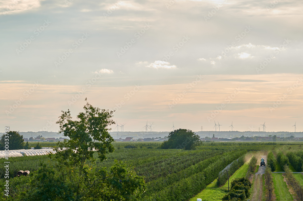 Aerial View of an Orchard and Wind Turbines on the Horizon, with a Tractor Driving Along a Path in the Early Morning Light