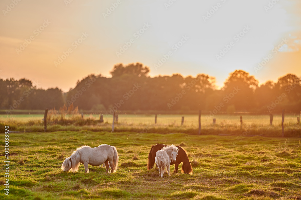Ponies Grazing in the Evening Light on a Green Pasture, Engaged in Social Interaction, Outdoors in Rural Setting
