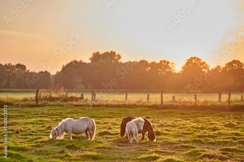 Obraz na płótnie Ponies Grazing in the Evening Light on a Green Pasture, Engaged in Social Interaction, Outdoors in Rural Setting w salonie