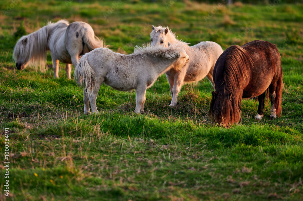 Ponies Grazing and Interacting on an Evening Pasture in Rural Iceland, Captured in Warm Natural Light