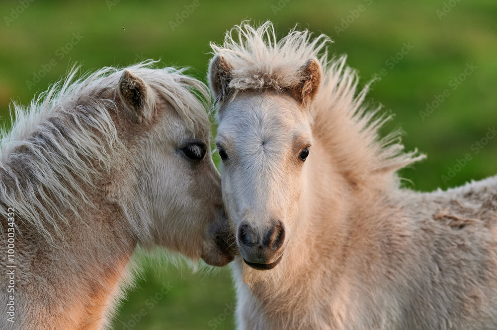 Two Young Ponies Nuzzling in an Evening Pasture in Rural Iceland, Captured in Soft Natural Light, Displaying Affectionate Behavior