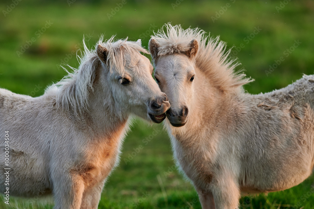Two Young Ponies Nuzzling in an Evening Pasture in Rural Iceland, Captured in Soft Natural Light, Displaying Affectionate Behavior