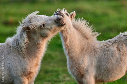 Obraz na płótnie Two Young Ponies Nuzzling in an Evening Pasture in Rural Iceland, Captured in Soft Natural Light, Displaying Affectionate Behavior w salonie