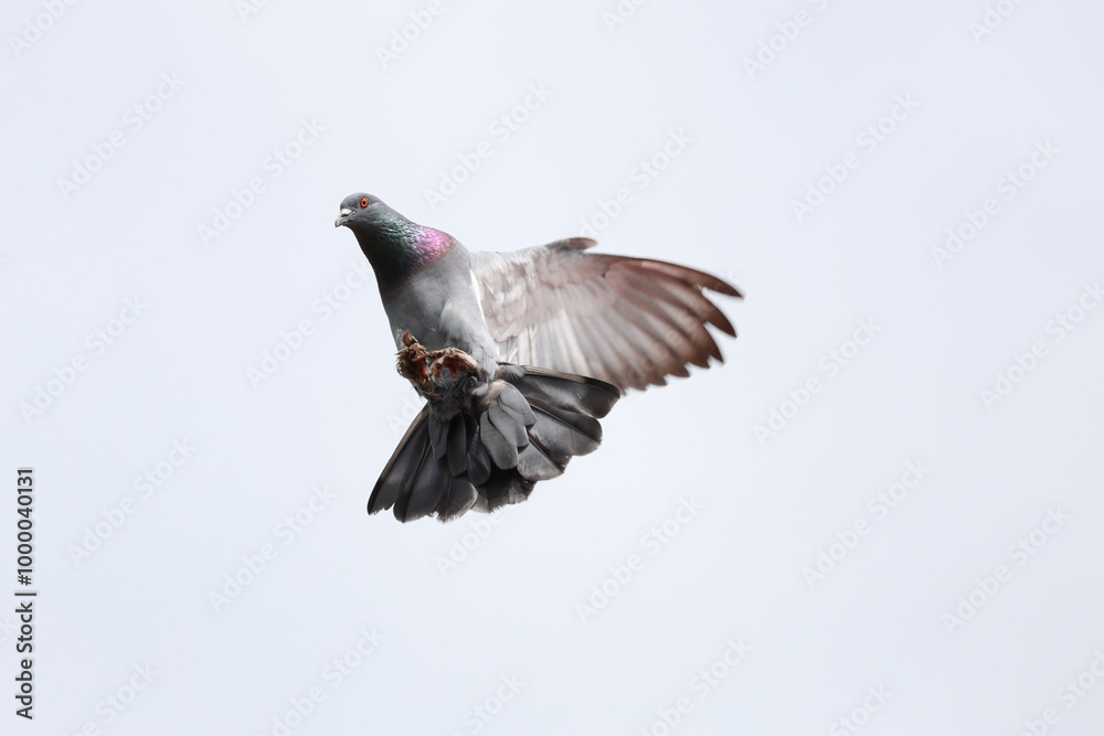 Obraz premium The city Pigeon bird is fly on sky