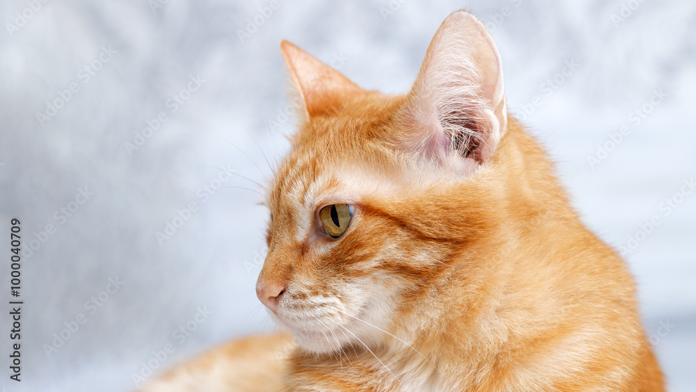 Closeup portrait of a ginger cat on blurred background. Copyspace. Closeup portrait of a ginger cat on blurred background. Copyspace.
