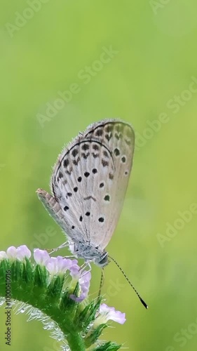 butterfly on a flower