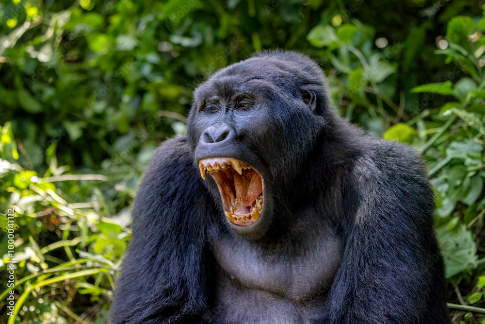 Snarling or yawning adult gorilla, gorilla beringei beringei, sitting in the lush shrubs of the Bwindi Inpenetrable Forest, a World Heritage site. Endangered species. Snarling or yawning adult gorilla, gorilla beringei beringei, sitting in the lush shrubs of the Bwindi Inpenetrable Forest, a World Heritage site. Endangered species.