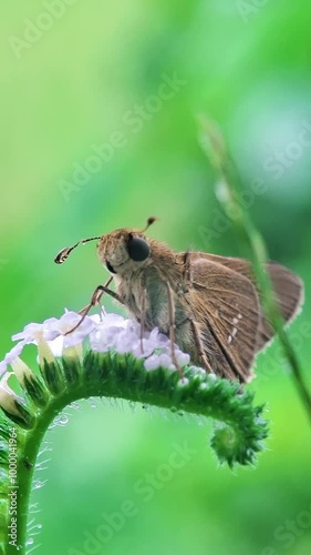 Borbo cinnara, commonly known as the rice swift, Formosan swift or rice leaf folder, is a butterfly belonging to the family Hesperiidae. 