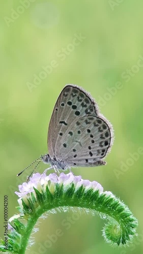 butterfly on a flower eating 