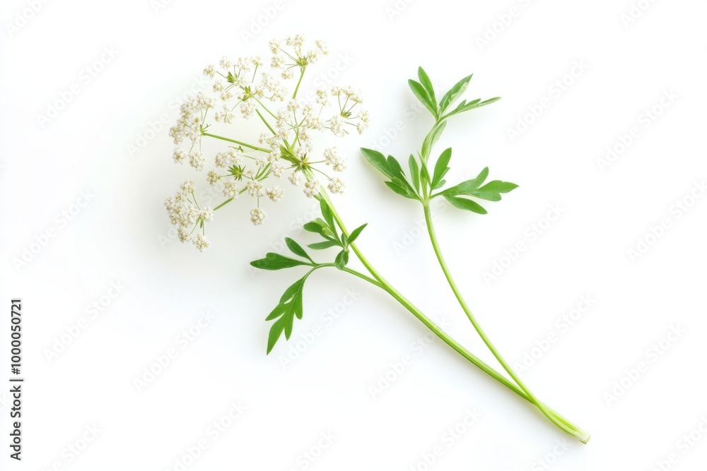 Lacy Wild Cow Parsnip Flower on White Lacy Wild Cow Parsnip Flower on White