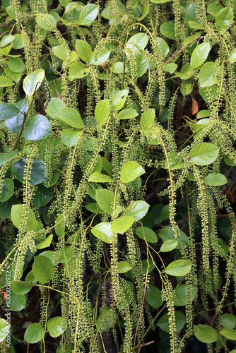 Cascade of Leatherwood flowers and foliage, Powys Wales
 photo