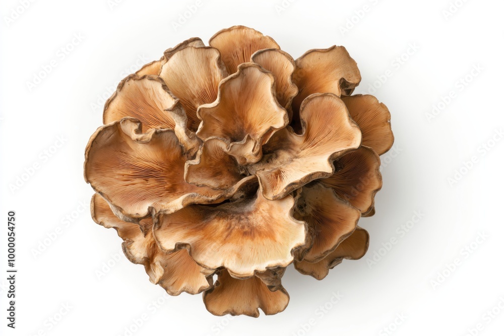 Intricate Hen of the Woods Mushroom on White Background Intricate Hen of the Woods Mushroom on White Background