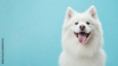 A cheerful white Samoyed dog smiling against a light blue background.