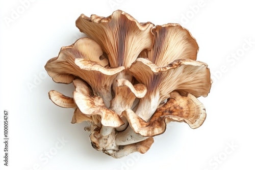 Intricate Hen of the Woods Mushroom on White photo