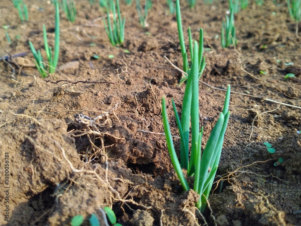 Onion seedling crop Onion seedling crop