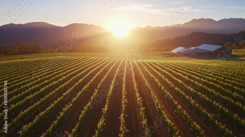 Vineyard landscape with solar panels under a vibrant sunset in a mountainous ...
