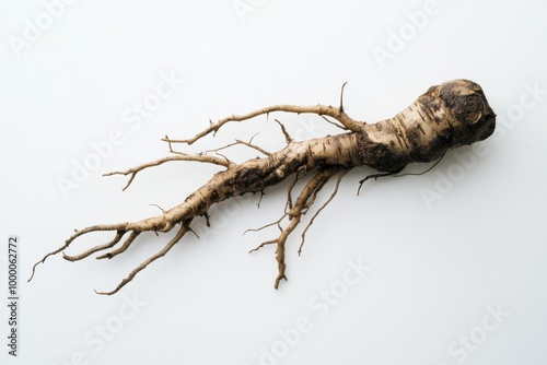 Medicinal Sarsaparilla Root Displayed on White