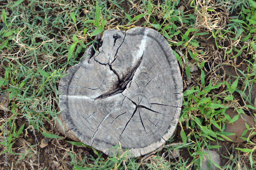 Fototapeta premium Trunk Anatomy & Cambium Layers ، Tree Stump