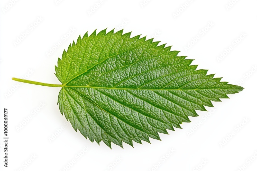 Serrated Wild Wood Nettle Leaf on White Surface Serrated Wild Wood Nettle Leaf on White Surface