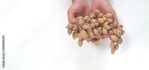 Hand of tan-skinned Asian woman shows Curcuma zedoaria or Zedoary, or kunyit putih. The roots are used for traditional medicine, from menstrual irregularities to cancer. isolated on white background photo