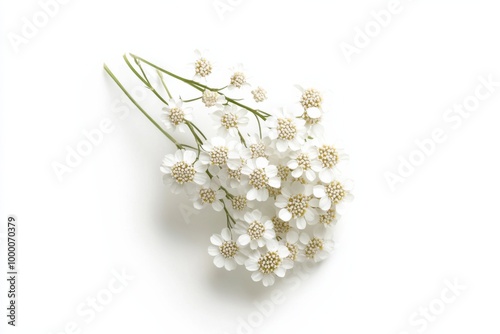 Lacy Wild Yarrow Flower on White Surface photo