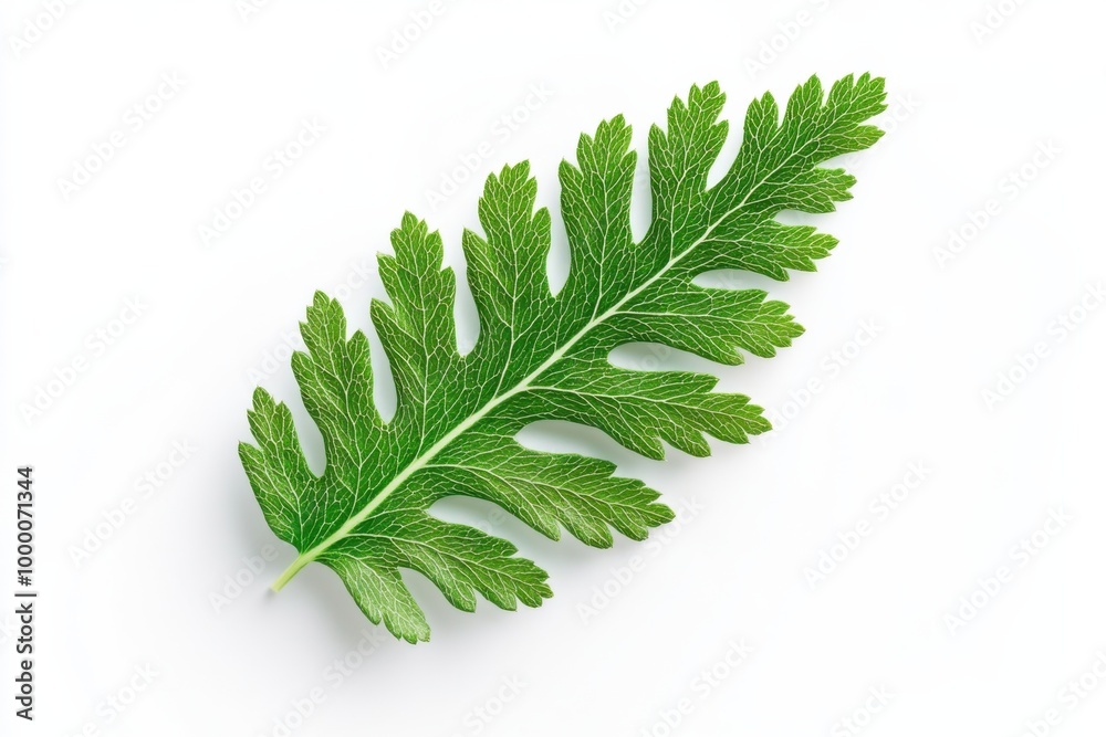 Feathery Yarrow Leaf on White Background Feathery Yarrow Leaf on White Background