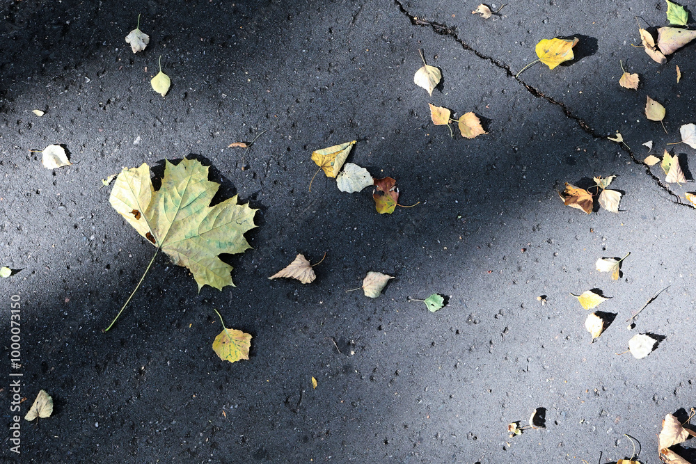 Fototapeta premium Close-Up Of Colorful Autumn Leaves On A Cracked Asphalt Surface, Capturing The Essence Of Fall And Seasonal Change.