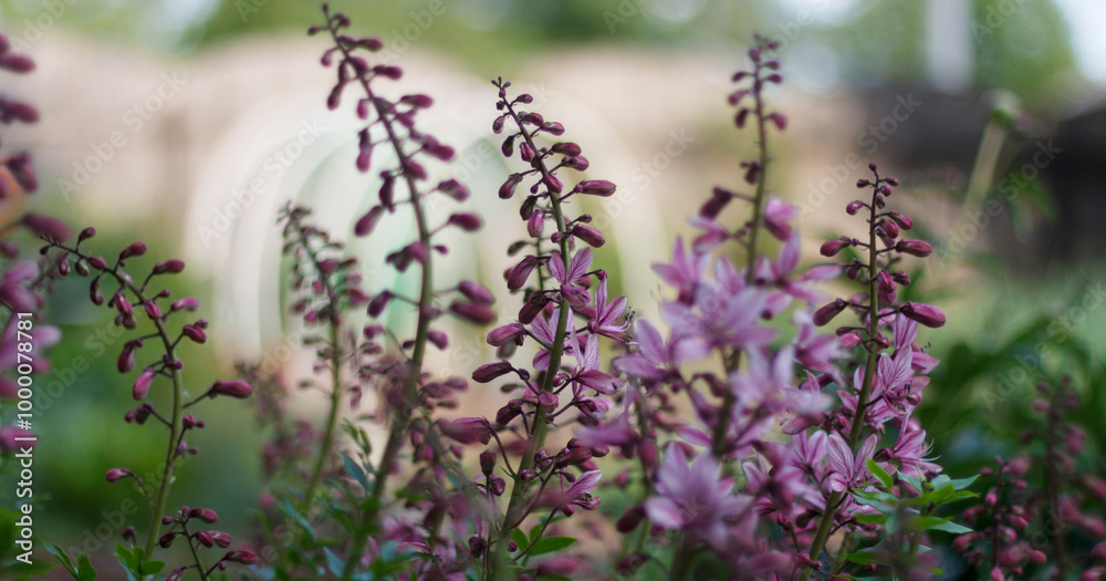Fototapeta premium Delicate purple wildflowers in soft focus with dreamy, blurred background, creating peaceful garden atmosphere.
