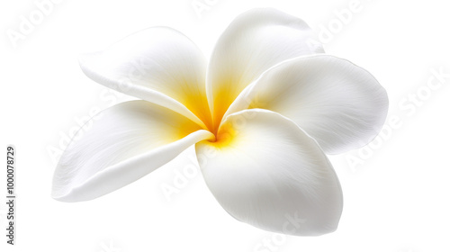 White Plumeria Flower.