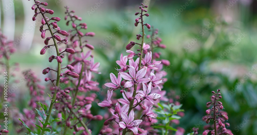 Delicate pink flowers with elongated buds in lush green garden setting, showcasing natural beauty. Delicate pink flowers with elongated buds in lush green garden setting, showcasing natural beauty.